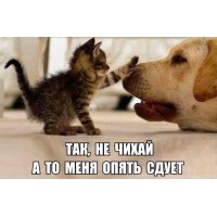 Смешные фото и видео про кота с тапком