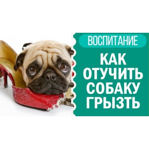 Почему собаки грызут тапки и другую обувь