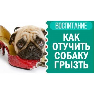 Почему собаки грызут тапки и другую обувь