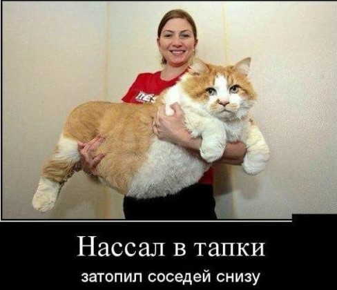 анекдот про тапки